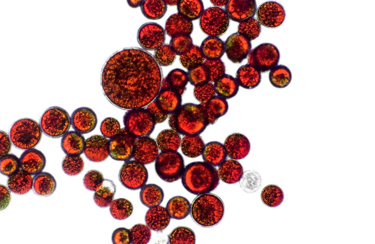 Astaxanthin