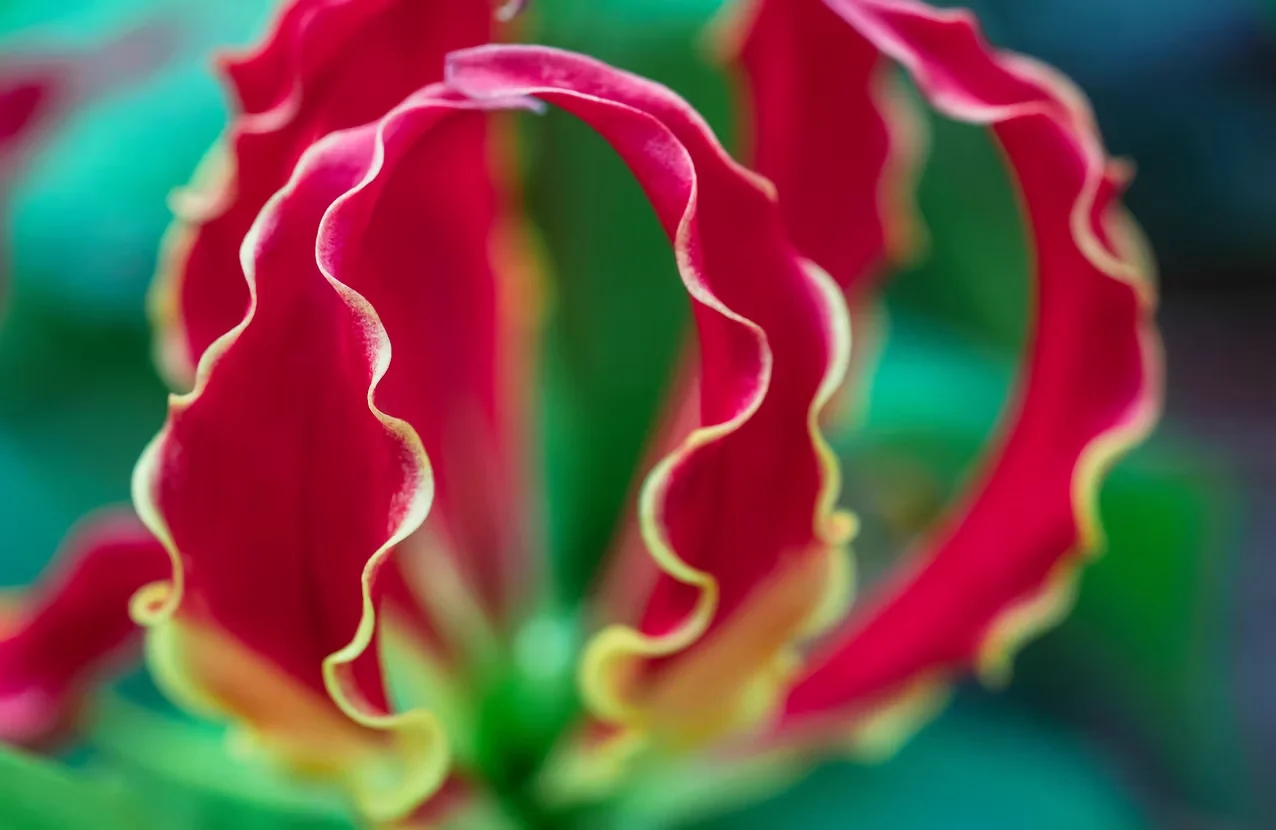 Colchicine