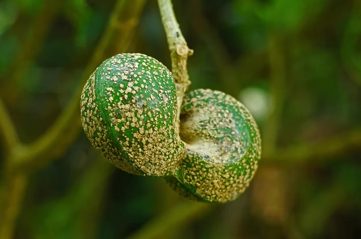 Vinpocetine