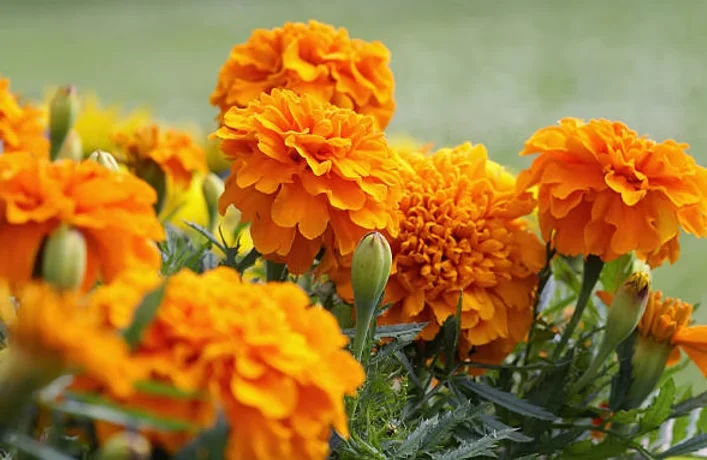 Zeaxanthin